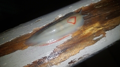 Triboniophorus graeffei