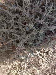 Atriplex polycarpa