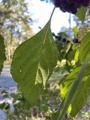 Callicarpa americana