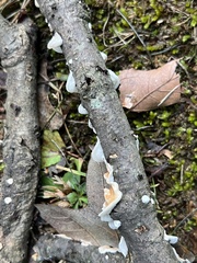 Byssomerulius corium