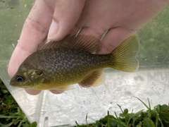Lepomis macrochirus × cyanellus