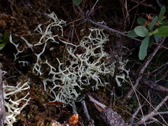 Cladonia uncialis