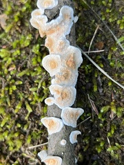 Byssomerulius corium