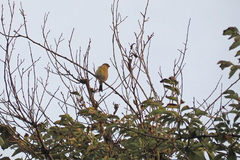Serinus canaria canaria