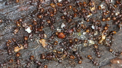 Aphaenogaster fulva