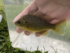 Lepomis macrochirus × cyanellus