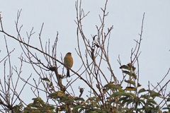 Serinus canaria canaria
