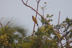 Icterus nigrogularis