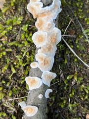 Byssomerulius corium