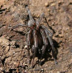 Callobius deces