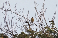 Serinus canaria canaria