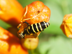 Polistes dominula