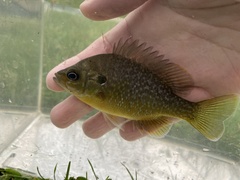 Lepomis macrochirus × cyanellus