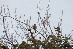 Serinus canaria canaria