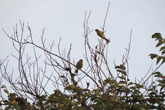 Serinus canaria canaria