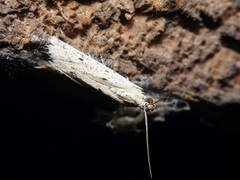 Lepidoptera