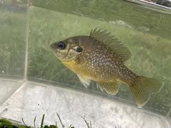 Lepomis macrochirus × cyanellus
