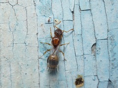 Temnothorax