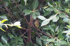 Serinus canaria canaria
