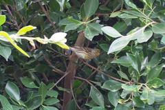 Serinus canaria canaria
