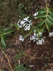 Logania saxatilis