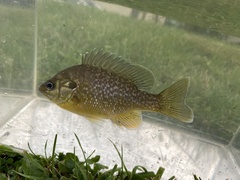 Lepomis macrochirus × cyanellus