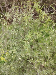 Leucopogon fasciculatus