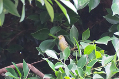 Serinus canaria canaria