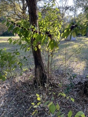 Callicarpa americana