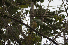 Serinus canaria canaria