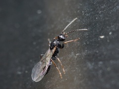 Dolichoderus quadripunctatus