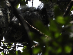 Sciurus aureogaster