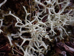 Cladonia uncialis