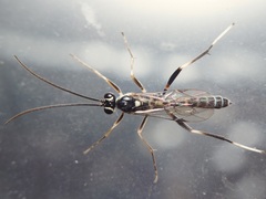 Ichneumonidae