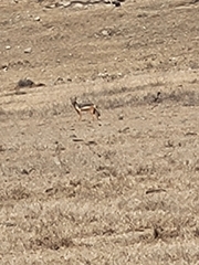 Lupulella mesomelas schmidti
