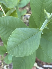 Crotalaria spectabilis