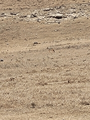 Lupulella mesomelas schmidti