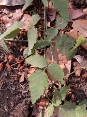 Rubus ursinus