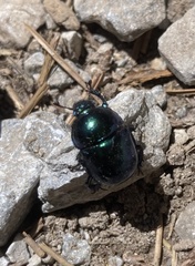 Trypocopris vernalis