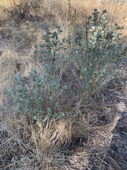 Malacothamnus arcuatus