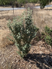 Malacothamnus arcuatus