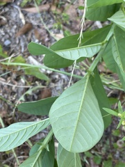 Crotalaria spectabilis