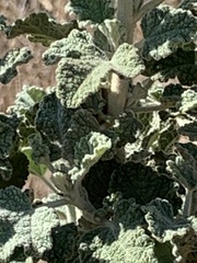 Malacothamnus arcuatus