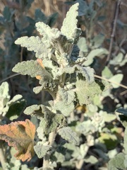 Malacothamnus arcuatus