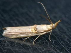 Etiella