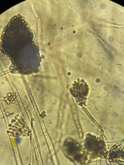 Talaromyces purpureogenus