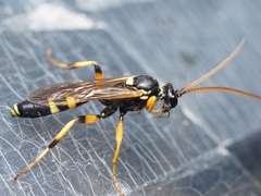 Ichneumon