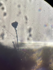 Talaromyces purpureogenus