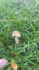 Candolleomyces candolleanus