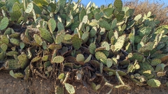 Opuntia semispinosa